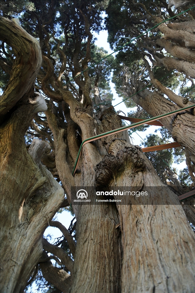 İran'ın en yaşlı ağacı Dünya Mirası Listesi'ne girmeyi bekliyor