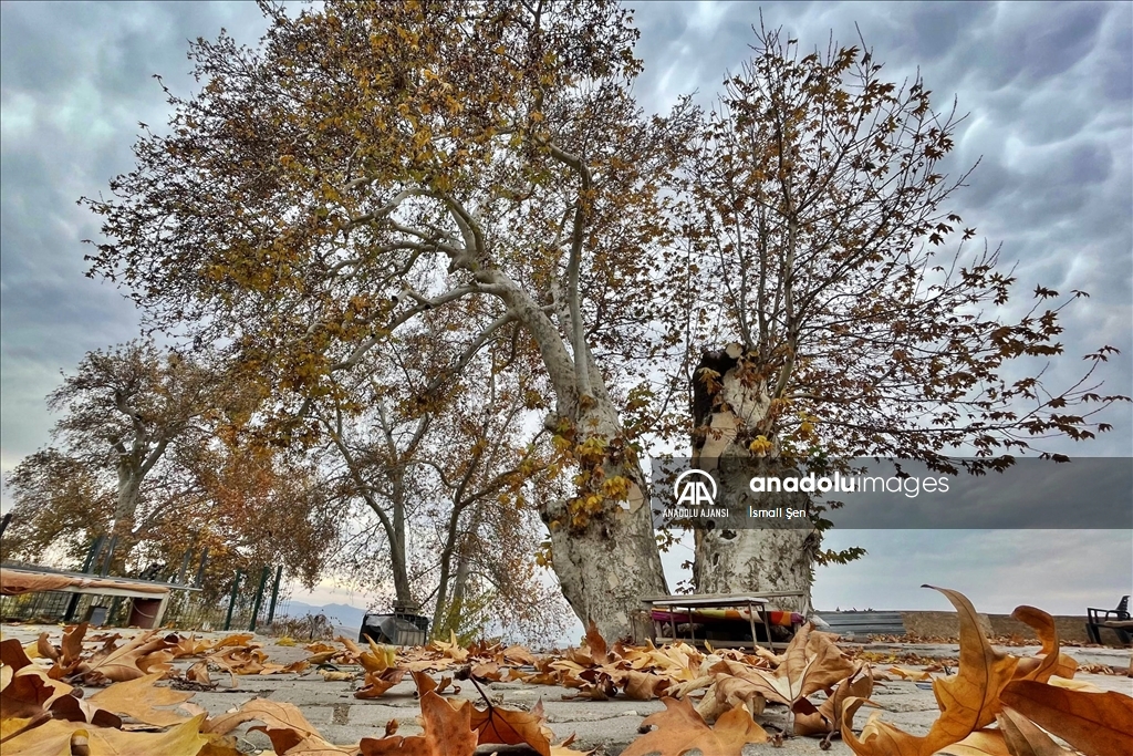 Türkiye'nin anıt ağaçları zamana meydan okuyor
