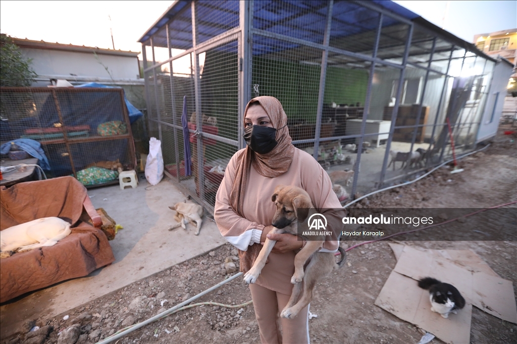 أم عبودي.. سيدة عراقية ترعى الحيوانات المعنّفة في بغداد