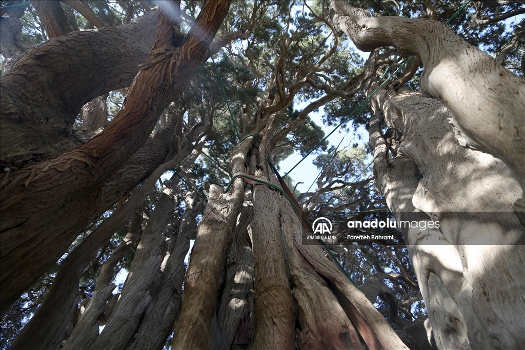 İran'ın en yaşlı ağacı Dünya Mirası Listesi'ne girmeyi bekliyor