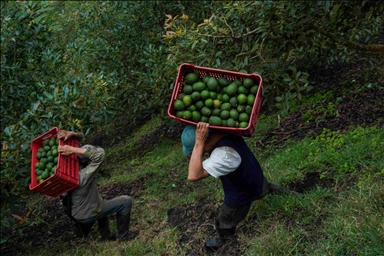 Así se cultiva el aguacate Hass en Colombia, en medio de críticas por su daño al medioambiente