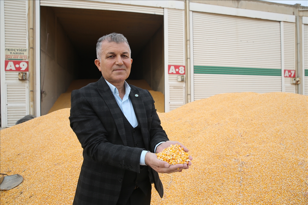 Mardin'de mısır hasadında "bereket" yaşanıyor
