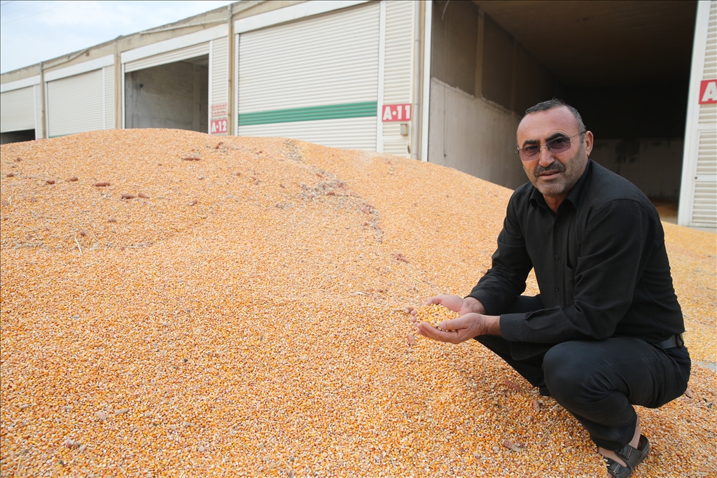 Mardin'de mısır hasadında "bereket" yaşanıyor