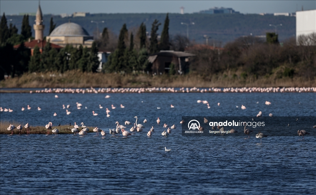 "Kuş oteli" Hersek Lagünü flamingolarla şenlendi