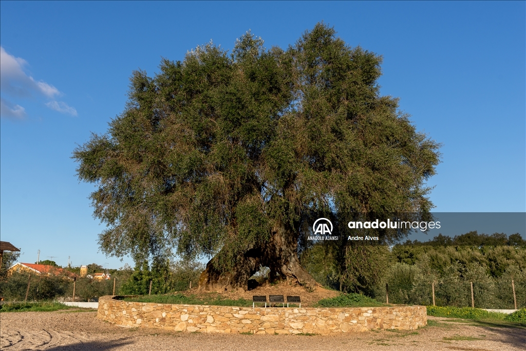 Portekiz'de 3350 yaşındaki zeytin ağacı