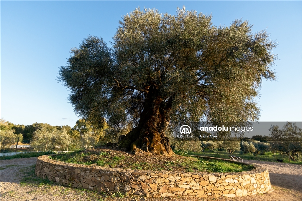 Portekiz'de 3350 yaşındaki zeytin ağacı
