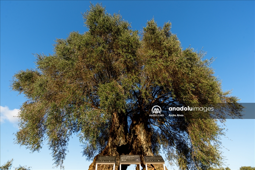  Portekiz'de 3350 yaşındaki zeytin ağacı