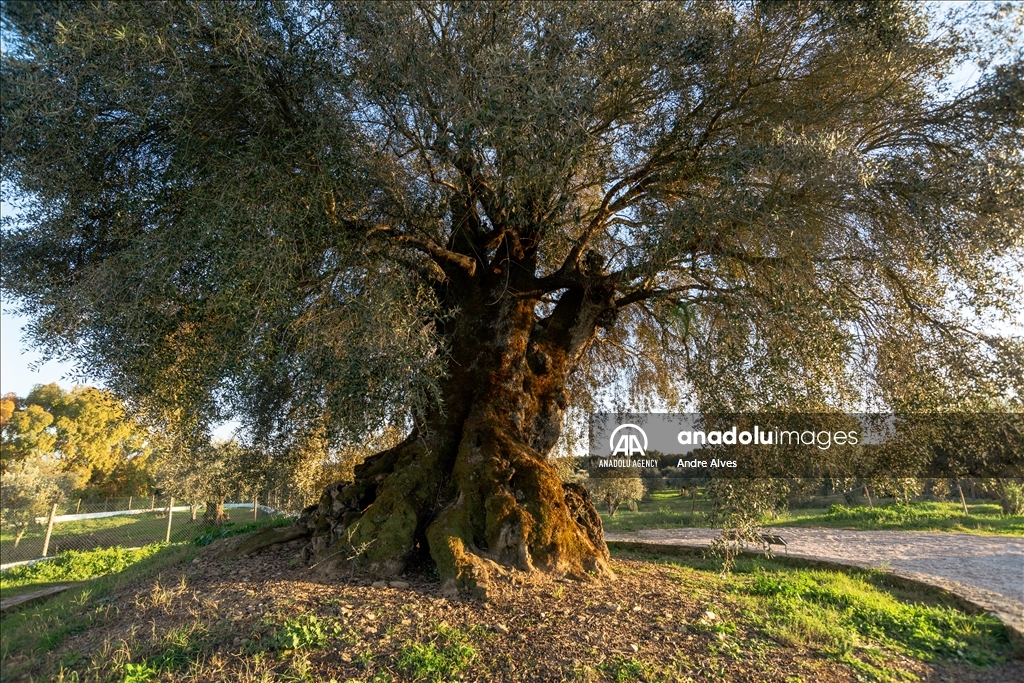 Oldest olive tree in Portugal