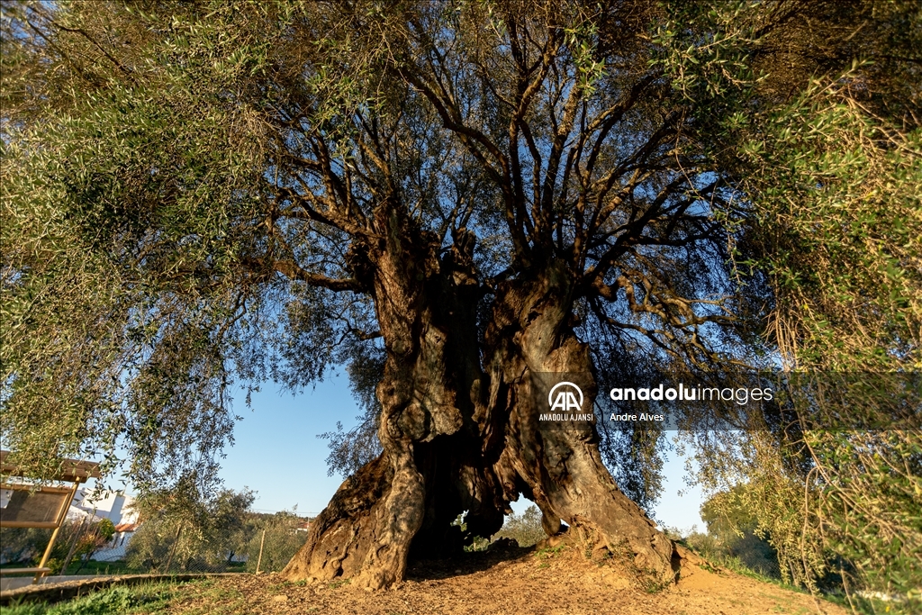  Portekiz'de 3350 yaşındaki zeytin ağacı