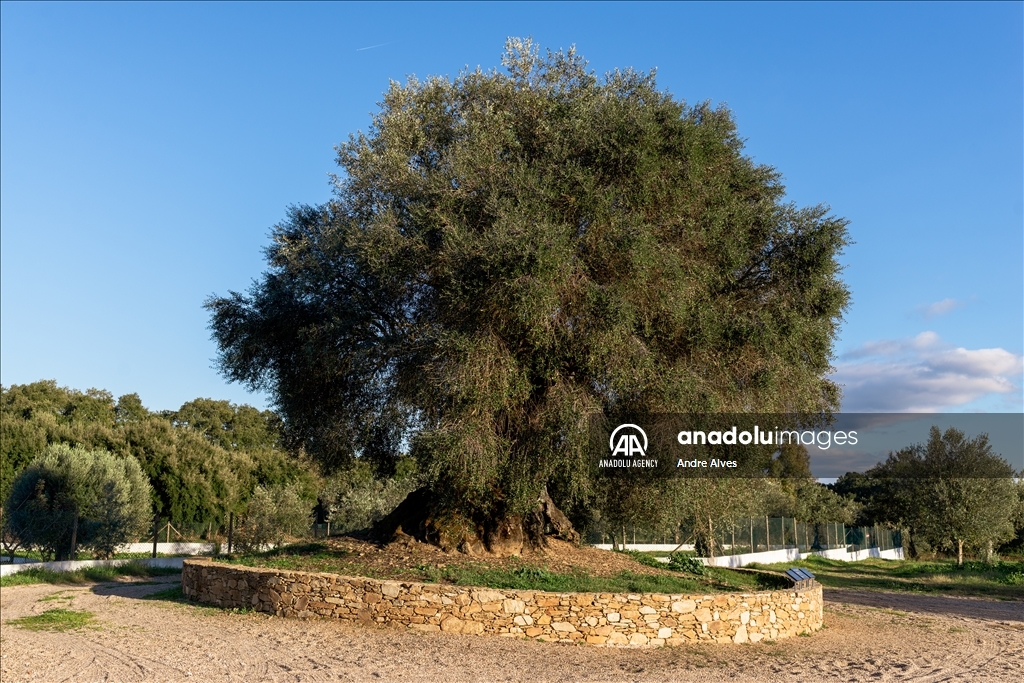 Oldest olive tree in Portugal