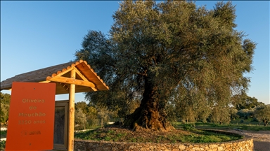 Portekiz'de 3350 yaşındaki zeytin ağacı