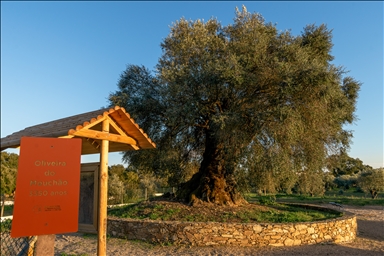 3350-year-old olive tree in Portugal