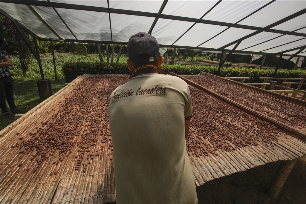 Kolombiya'nın Arauca kentindeki kakao üreticileri