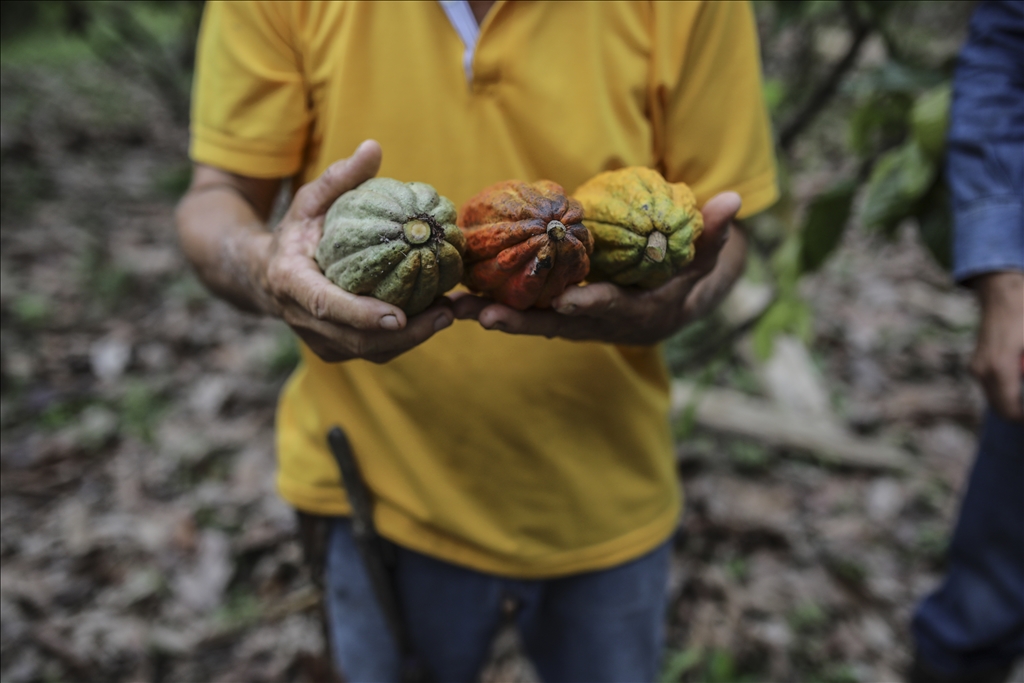 Kolombiya'nın Arauca kentindeki kakao üreticileri