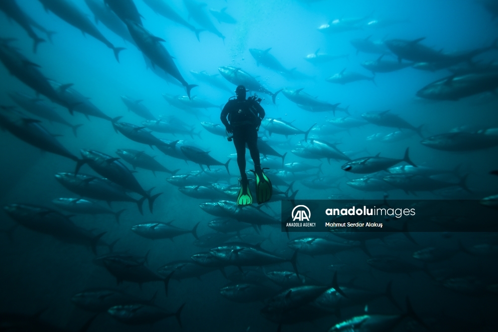 Así funcionan los cultivos de atún en el Mar Egeo