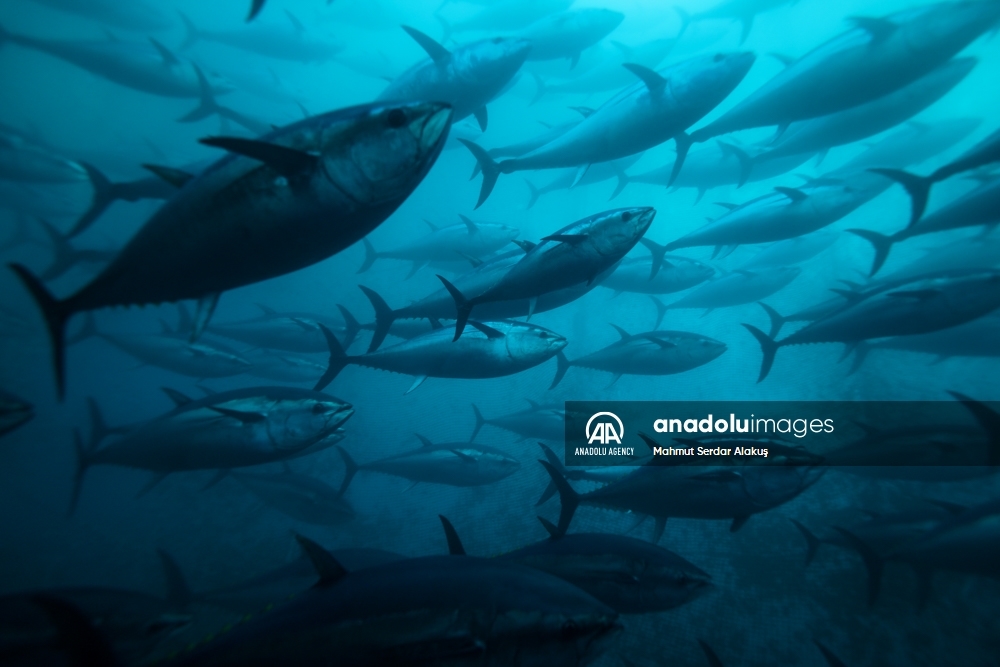 Así funcionan los cultivos de atún en el Mar Egeo