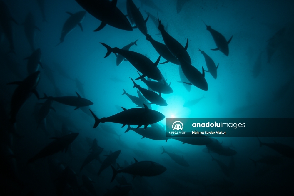 Así funcionan los cultivos de atún en el Mar Egeo