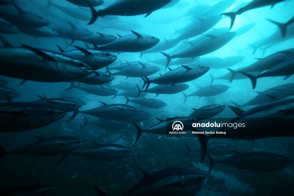 Así funcionan los cultivos de atún en el Mar Egeo