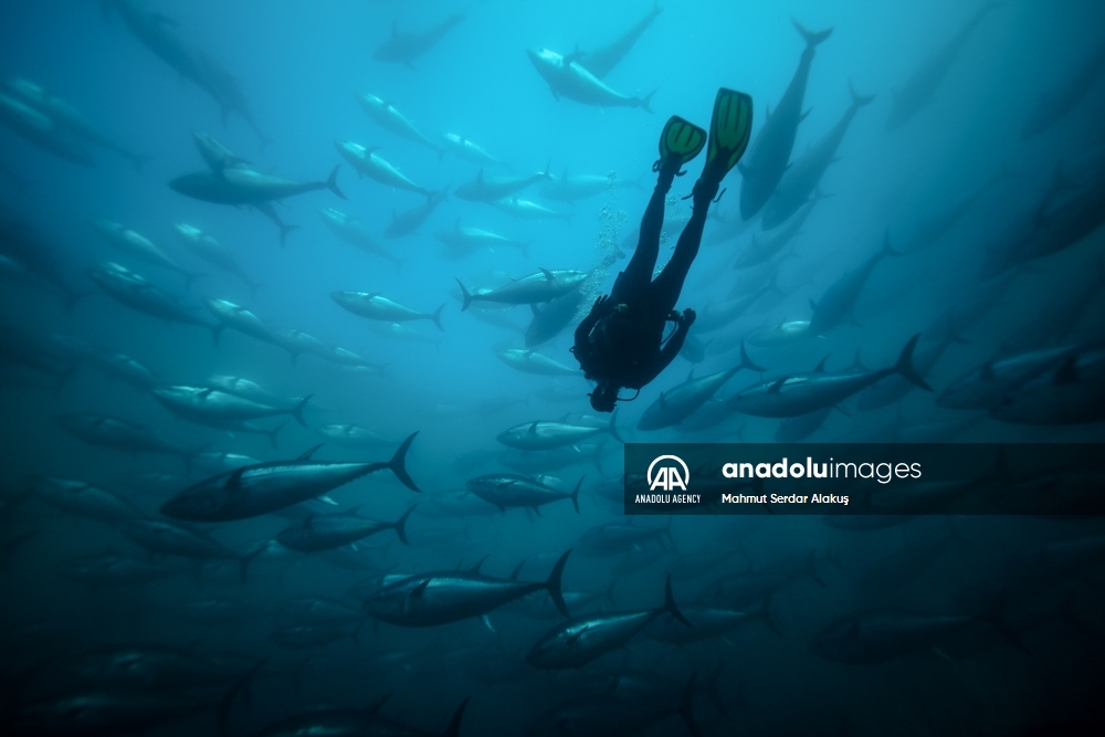 Así funcionan los cultivos de atún en el Mar Egeo