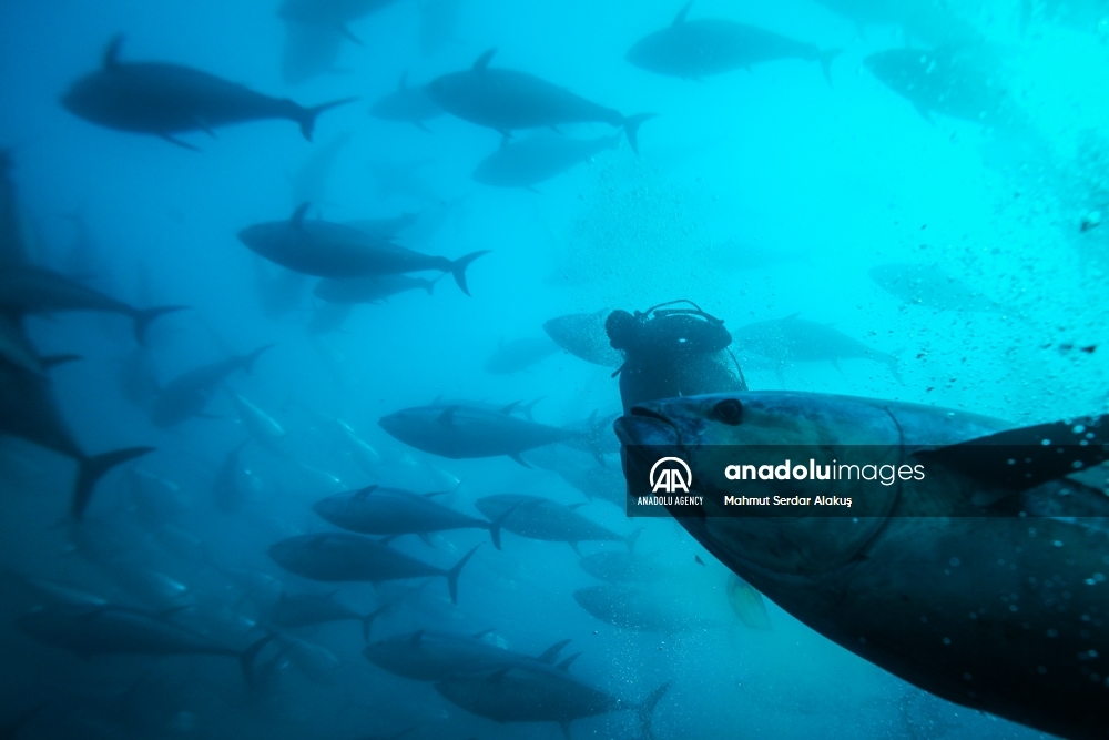 Así funcionan los cultivos de atún en el Mar Egeo