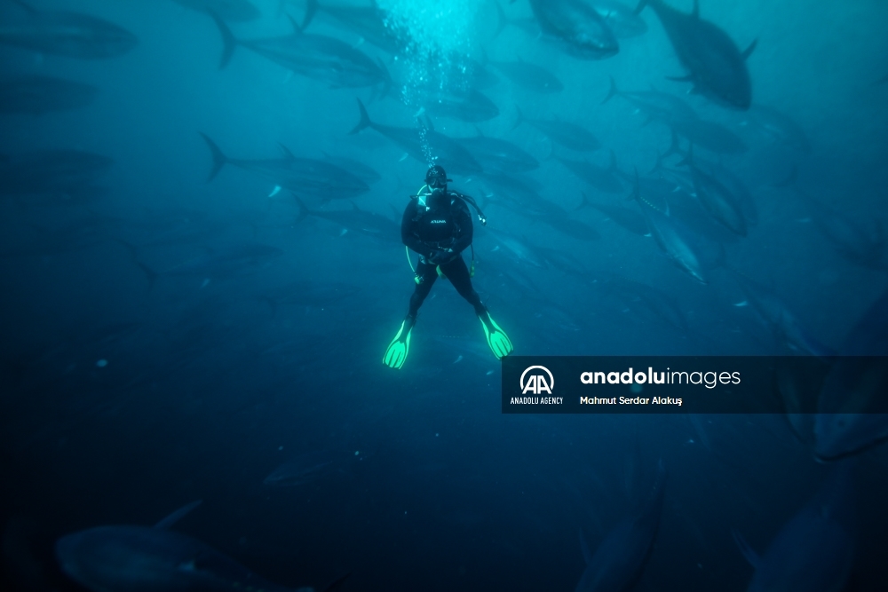 Así funcionan los cultivos de atún en el Mar Egeo