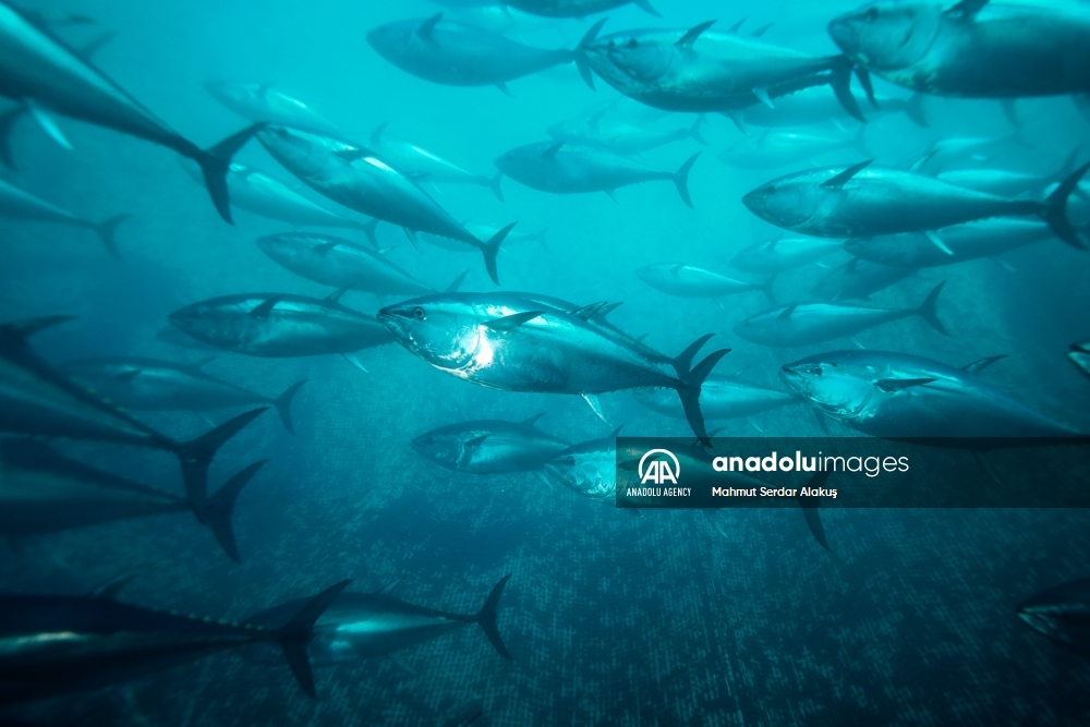 Así funcionan los cultivos de atún en el Mar Egeo
