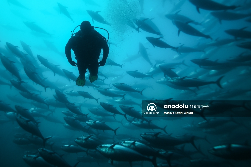 Así funcionan los cultivos de atún en el Mar Egeo