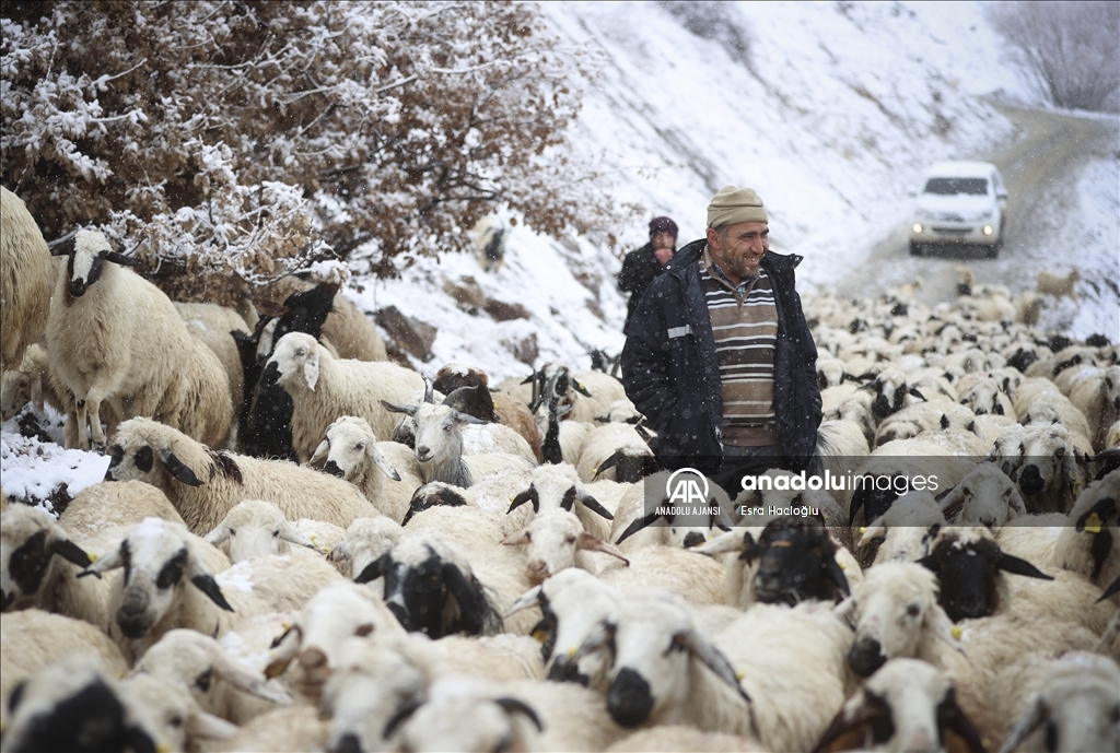 Erzincan'da çobanlar ilk karın düşmesiyle köylere göç etmeye başladı