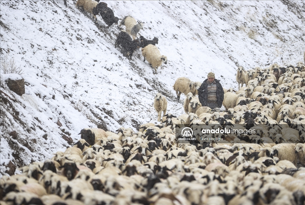 Erzincan'da çobanlar ilk karın düşmesiyle köylere göç etmeye başladı
