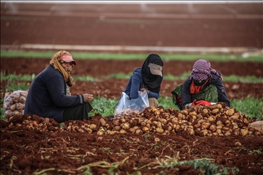 Сирийцы в Идлибе собирают остатки урожая картошки с полей, чтобы прокормиться 