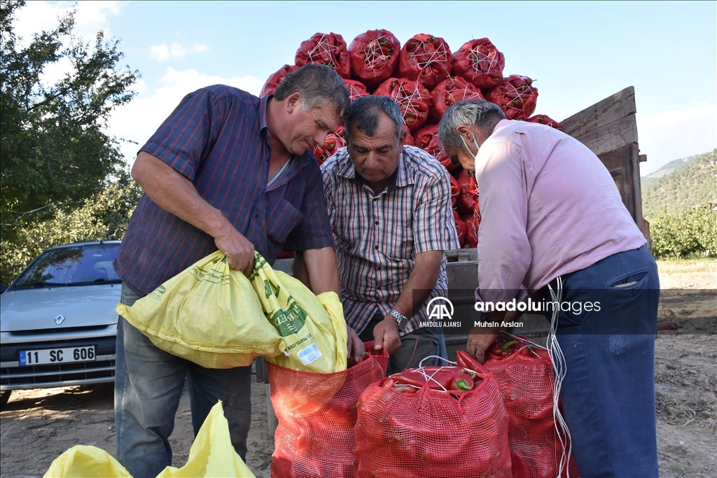 Bilecikli kırmızı biber üreticileri için hasadın ardından öğütme telaşı başladı