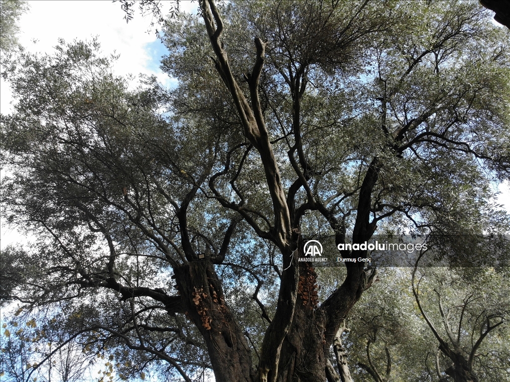 Les arbres monumentaux de Turquie... une place particulière dans la mémoire collective