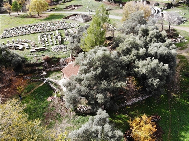 Les arbres monumentaux de Turquie... une place particulière dans la mémoire collective