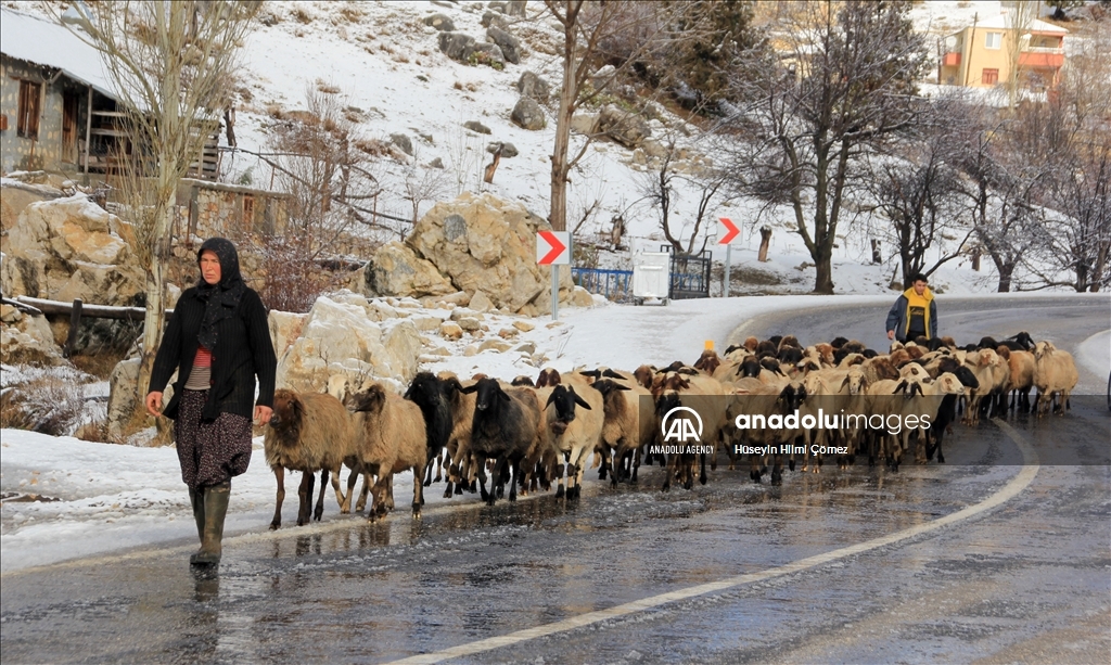 الأتراك الرحّل يغادرون جبال طوروس إثر تساقط الثلوج