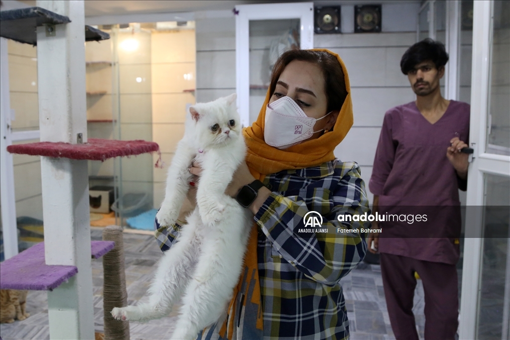 Dünyanın hayran olduğu İran ve Van kedileri güzellikte birbirleriyle yarışıyor