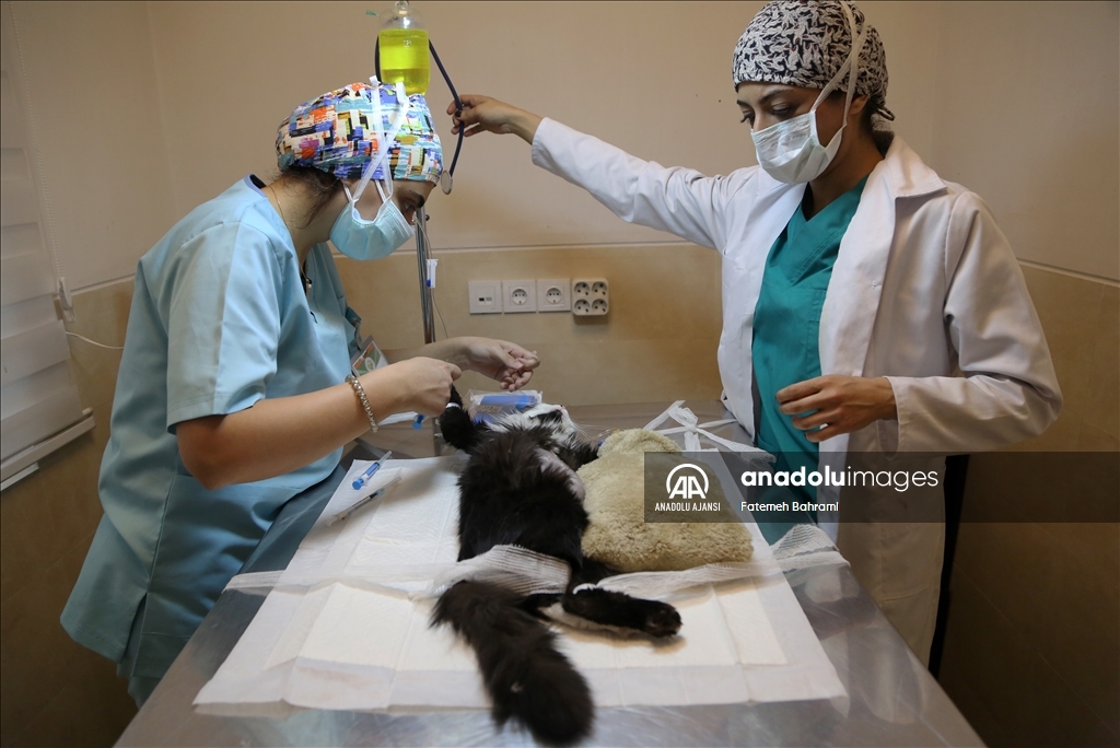 Dünyanın hayran olduğu İran ve Van kedileri güzellikte birbirleriyle yarışıyor