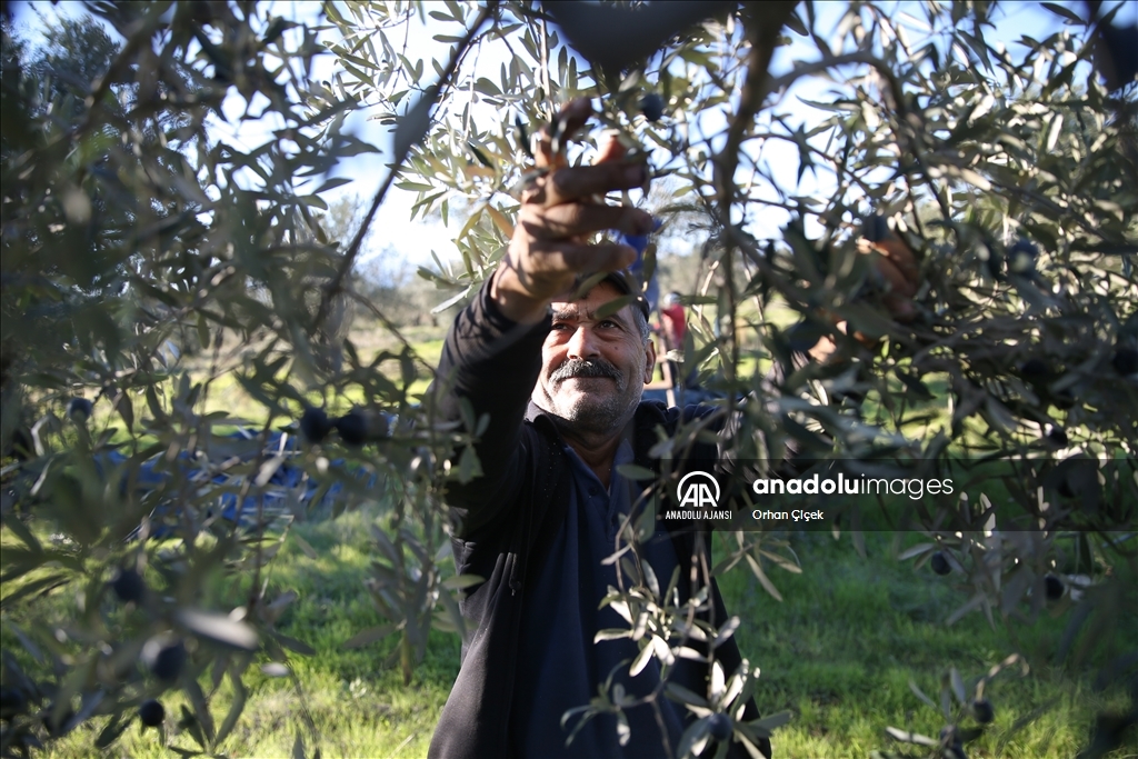 Antalya'da şehir içindeki Zeytinpark hasat mesaisiyle hareketlendi