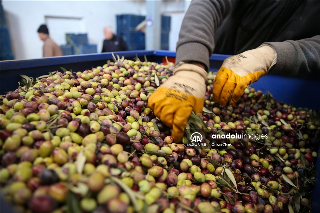 Antalya'da şehir içindeki Zeytinpark hasat mesaisiyle hareketlendi