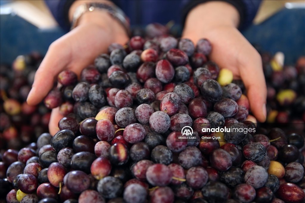 Antalya'da şehir içindeki Zeytinpark hasat mesaisiyle hareketlendi