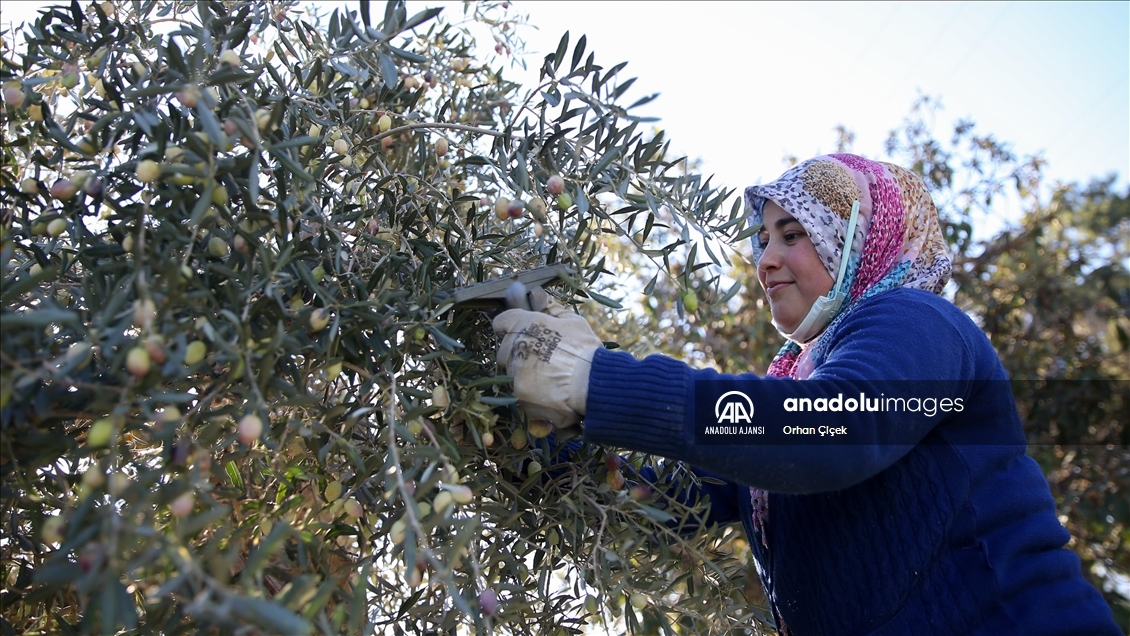 Antalya'da şehir içindeki Zeytinpark hasat mesaisiyle hareketlendi