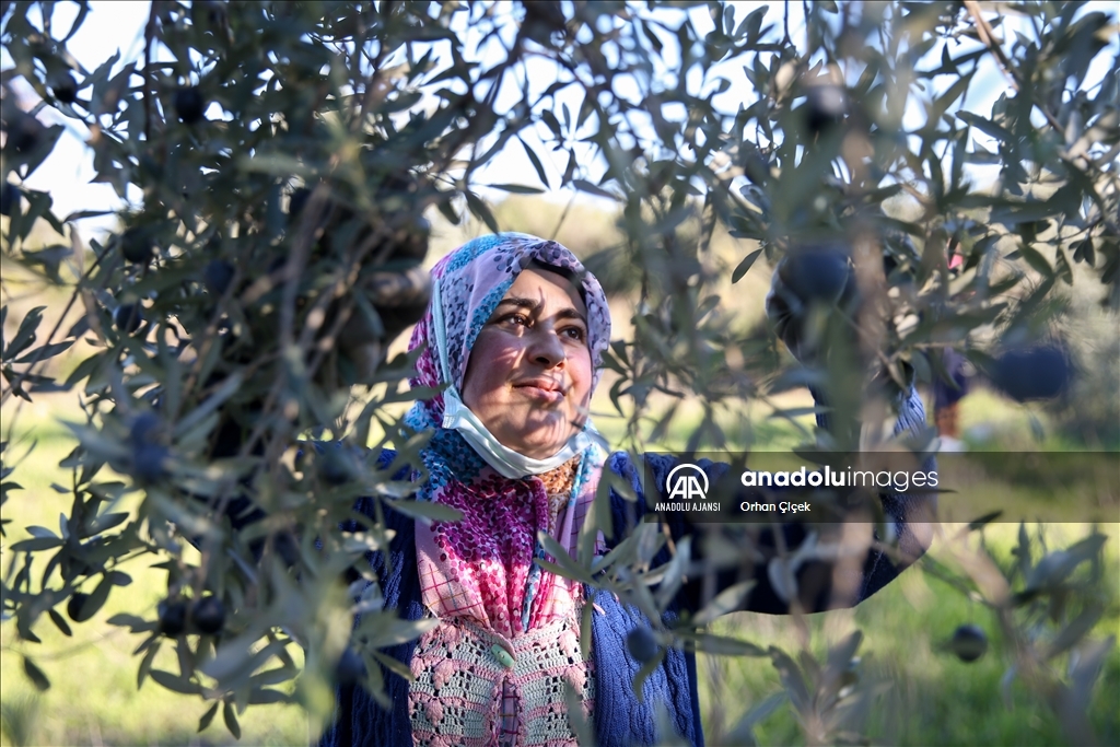 Antalya'da şehir içindeki Zeytinpark hasat mesaisiyle hareketlendi