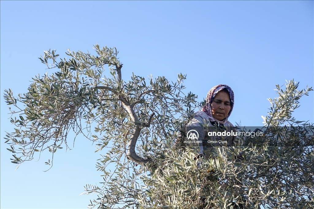 Antalya'da şehir içindeki Zeytinpark hasat mesaisiyle hareketlendi