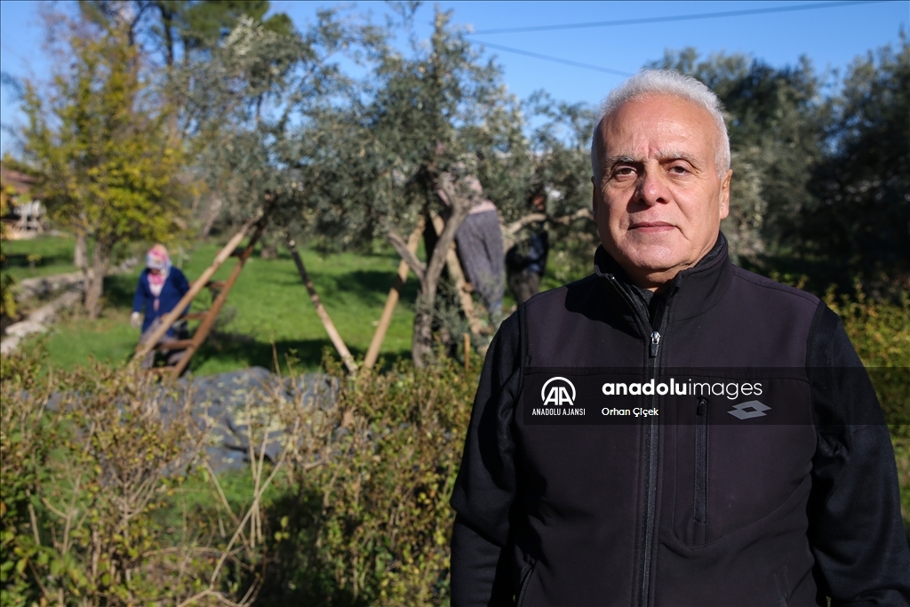 Antalya'da şehir içindeki Zeytinpark hasat mesaisiyle hareketlendi