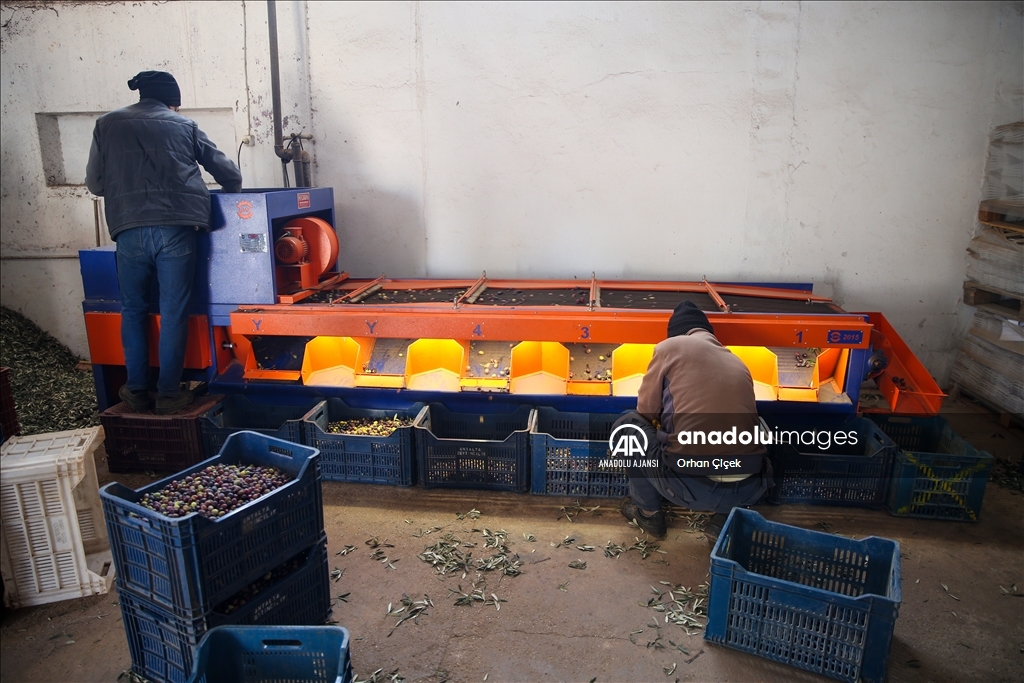 Antalya'da şehir içindeki Zeytinpark hasat mesaisiyle hareketlendi