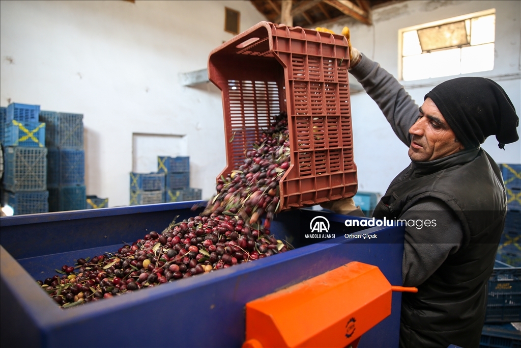 Antalya'da şehir içindeki Zeytinpark hasat mesaisiyle hareketlendi
