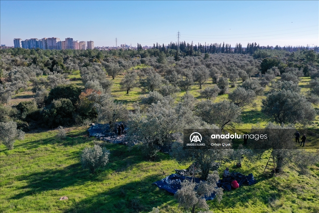 Antalya'da şehir içindeki Zeytinpark hasat mesaisiyle hareketlendi