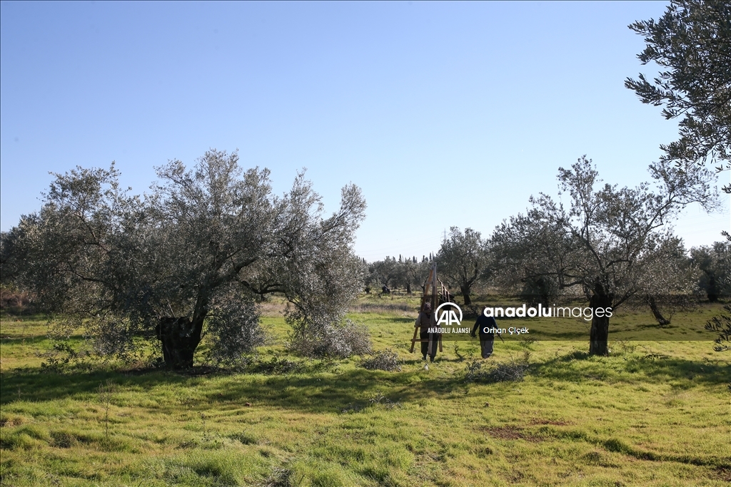 Antalya'da şehir içindeki Zeytinpark hasat mesaisiyle hareketlendi
