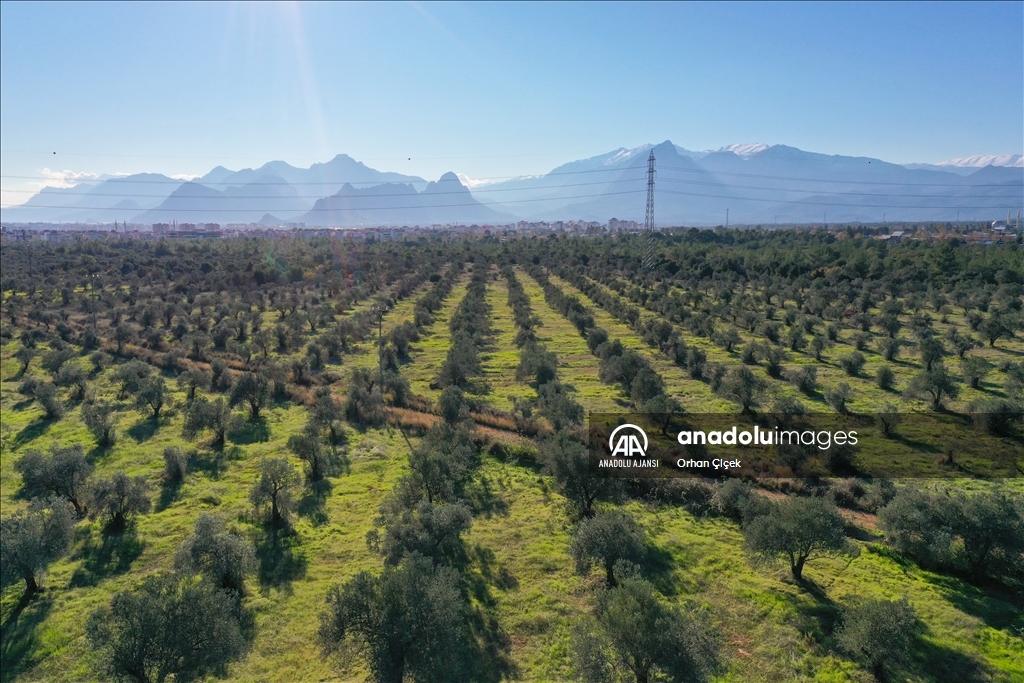 Antalya'da şehir içindeki Zeytinpark hasat mesaisiyle hareketlendi