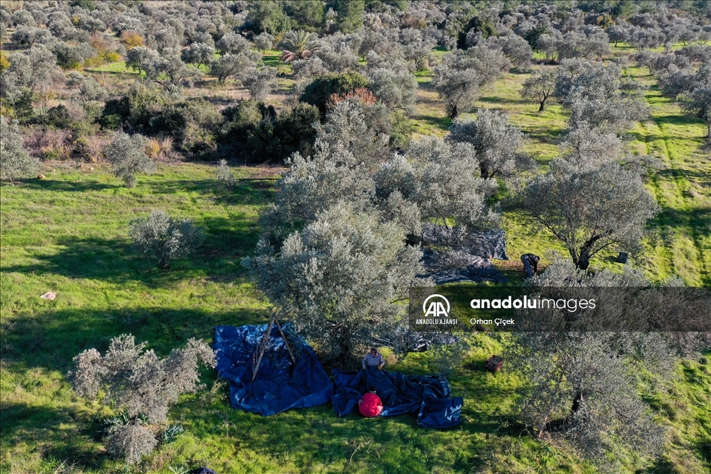 Antalya'da şehir içindeki Zeytinpark hasat mesaisiyle hareketlendi
