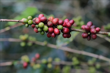La cosecha de café en Honduras